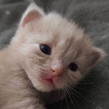 Alita De Blue Eyes Jess Femelle Ragdoll