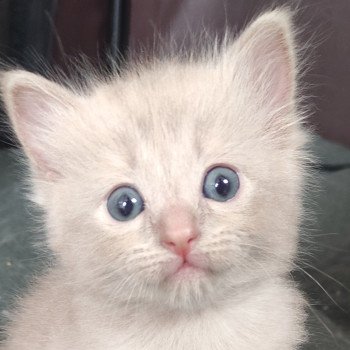 Alita De Blue Eyes Jess Femelle Ragdoll