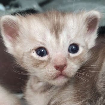 Ambre De Blue Eyes Jess Femelle Ragdoll