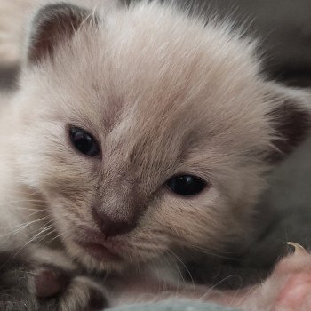 Amy De Blue Eyes Jess Femelle Ragdoll