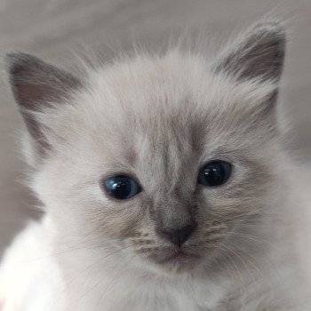 Amy De Blue Eyes Jess Femelle Ragdoll