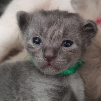 Aubin De Blue Eyes Jess Mâle Ragdoll