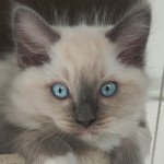 Ulys De Blue Eyes Jess Mâle Ragdoll Ulys De Blue Eyes Jess Mâle Ragdoll