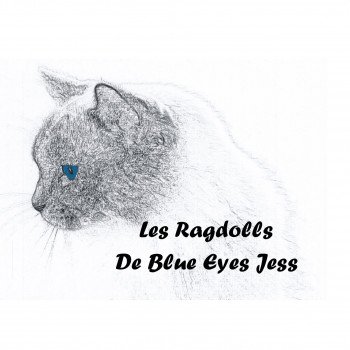 Chatterie de Blue Eyes Jess
