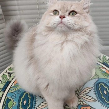 Blue Femelle British Longhair