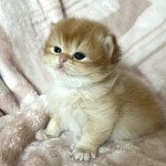 Uno Mâle British Longhair Uno Mâle British Longhair