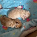 Umi Femelle British Shorthair Umi Femelle British Shorthair