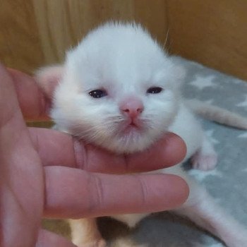 What's the Rush des Boules de Coton Mâle Ragdoll
