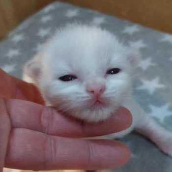 White Lady des Boules de Coton Femelle Ragdoll