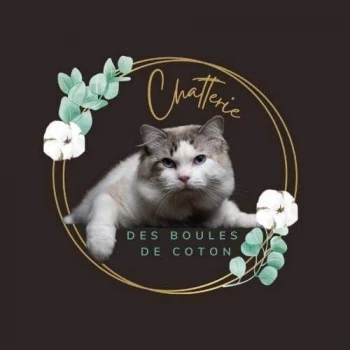 Chatterie des Boules de Coton