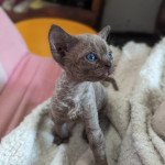 Uthyr de l'arche de Vicky Mâle Devon Rex Uthyr de l'arche de Vicky Mâle Devon Rex