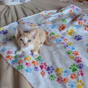 Athéna de l'arche de Vicky Femelle Devon Rex