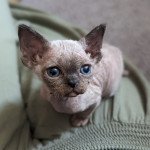 Ukko de l'arche de Vicky Mâle Devon Rex Ukko de l'arche de Vicky Mâle Devon Rex