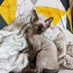 Ukko de l'arche de Vicky Mâle Devon Rex Ukko de l'arche de Vicky Mâle Devon Rex
