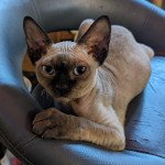 Ulysse de l'arche de Vicky Mâle Devon Rex Ulysse de l'arche de Vicky Mâle Devon Rex