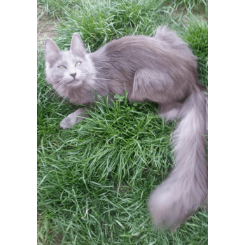 Chatterie Angora Turc Elevage De Chat Angora Turc Chatterie Angora Turc Elevage De Chat Angora Turc