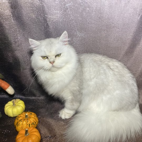 chaton British Longhair black silver shaded Watson chatterie des rêves d'O Anna black silver shaded