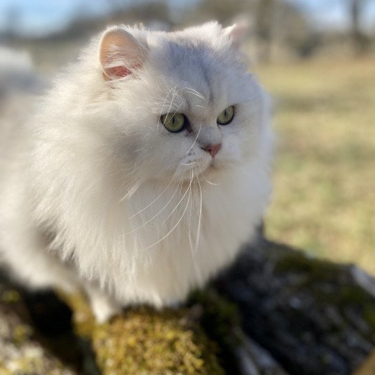 chaton British Longhair black silver shaded Watson chatterie des rêves d'O Anna black silver shaded