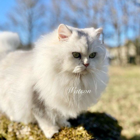 chaton British Longhair black silver shaded Watson chatterie des rêves d'O Anna black silver shaded
