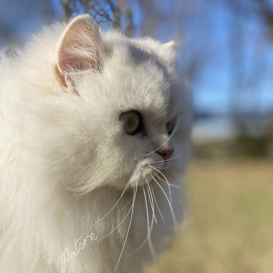 chaton British Longhair black silver shaded Watson chatterie des rêves d'O Anna black silver shaded