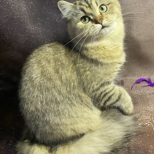 chaton British Longhair black golden tabby Wendy chatterie des rêves d'O Anna black golden shaded