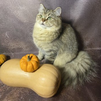 Wendy des rêves d'O Anna Femelle British Longhair