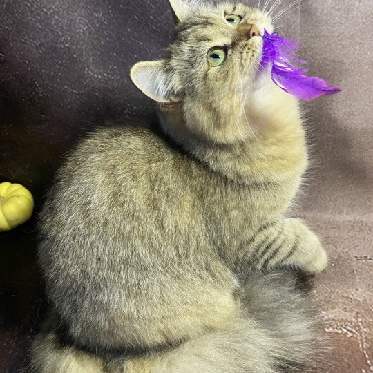 chaton British Longhair black golden tabby Wendy chatterie des rêves d'O Anna black golden shaded