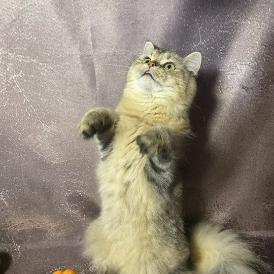 chaton British Longhair black golden tabby Wendy chatterie des rêves d'O Anna black golden shaded