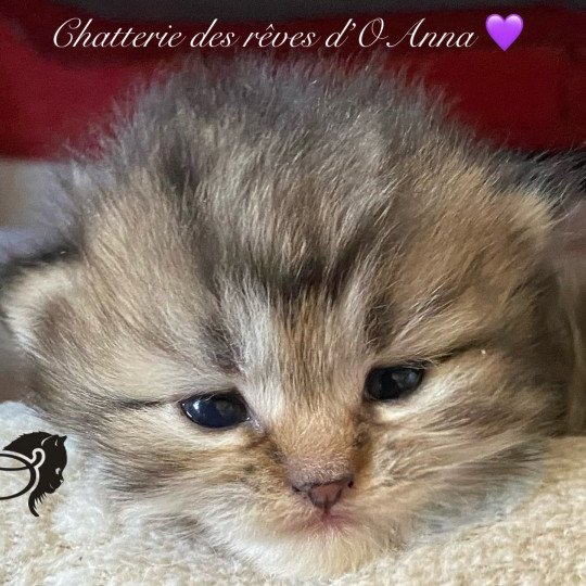 chaton British Longhair black golden tabby Wendy chatterie des rêves d'O Anna black golden shaded