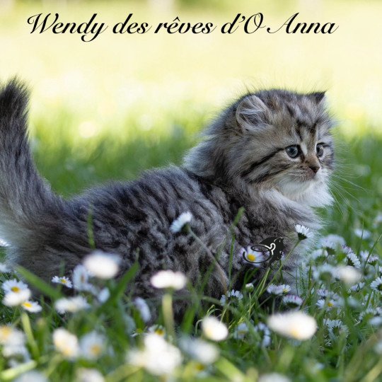 chaton British Longhair black golden tabby Wendy chatterie des rêves d'O Anna black golden shaded