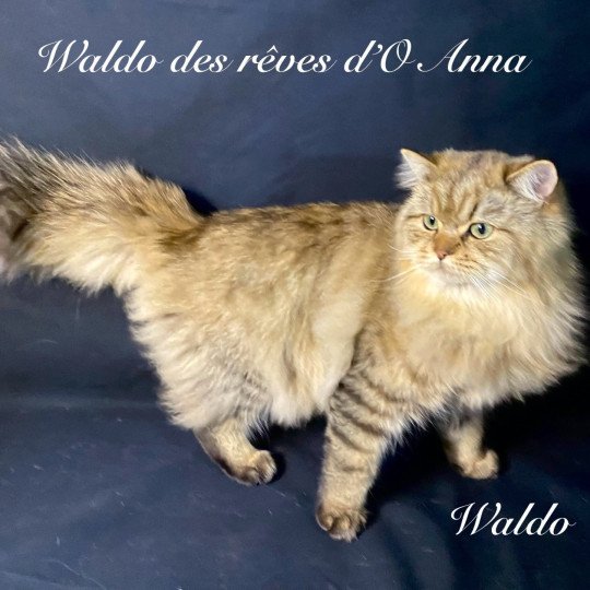 chaton British Longhair black golden shaded Waldo chatterie des rêves d'O Anna black golden shaded