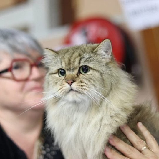 chat British Longhair chocolate mackerel tabby Waldo chatterie des rêves d'O Anna chocolate mackerel tabby