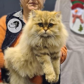 walter des rêves d'O Anna Mâle British Longhair