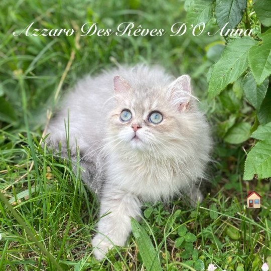chaton British Longhair blue golden shaded Azzaro chatterie des rêves d'O Anna blue golden shaded