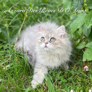 Azzaro des rêves d'O Anna Mâle British Longhair