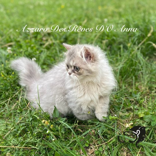 chaton British Longhair blue golden shaded Azzaro chatterie des rêves d'O Anna blue golden shaded