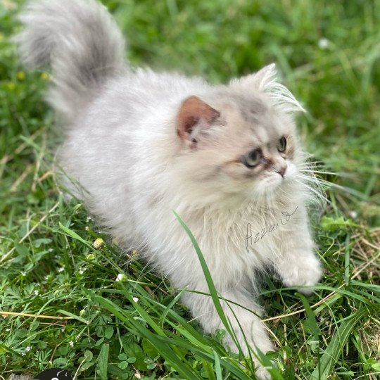 chaton British Longhair blue golden shaded Azzaro chatterie des rêves d'O Anna blue golden shaded