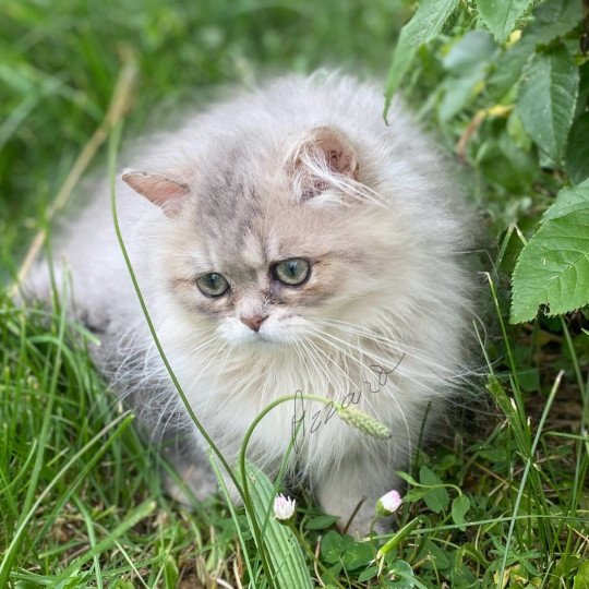 chaton British Longhair blue golden shaded Azzaro chatterie des rêves d'O Anna blue golden shaded