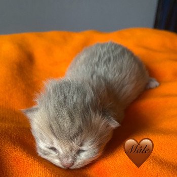 Achille des rêves d'O Anna Mâle British Longhair