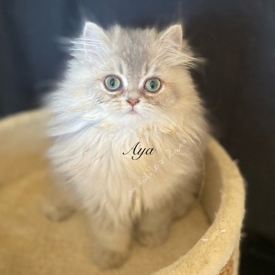 chaton British Longhair blue golden shaded Aya chatterie des rêves d'O Anna blue golden shaded