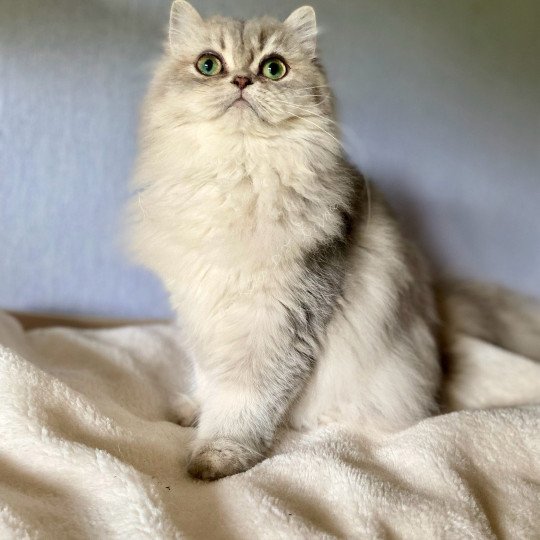 chaton British Longhair blue golden shaded Aya chatterie des rêves d'O Anna blue golden shaded