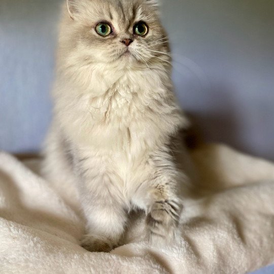 chaton British Longhair blue golden shaded Aya chatterie des rêves d'O Anna blue golden shaded