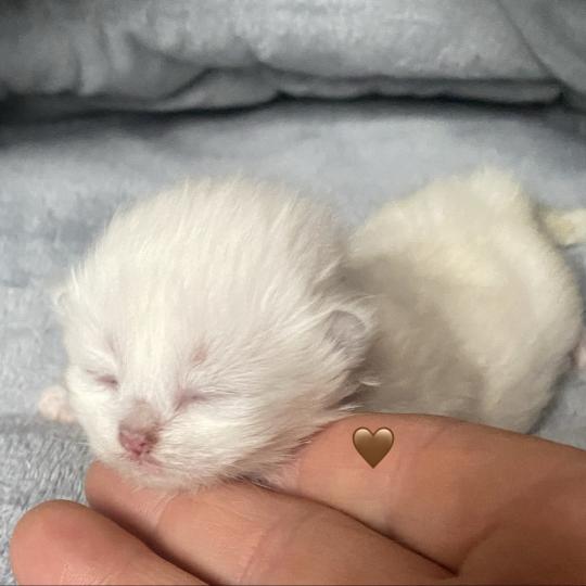 chaton British Longhair point Collier marron chatterie des rêves d'O Anna  point