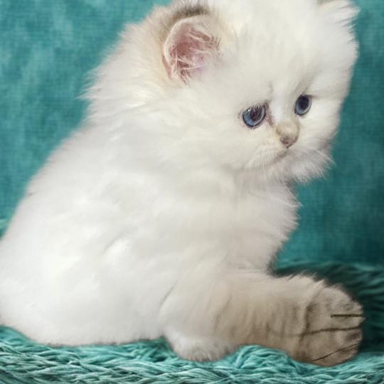 chaton British Longhair point Collier marron chatterie des rêves d'O Anna seal golden shaded point