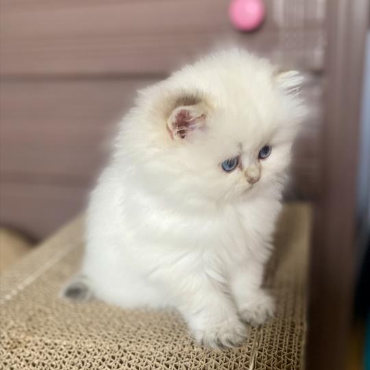 chaton British Longhair point Collier marron chatterie des rêves d'O Anna seal golden shaded point