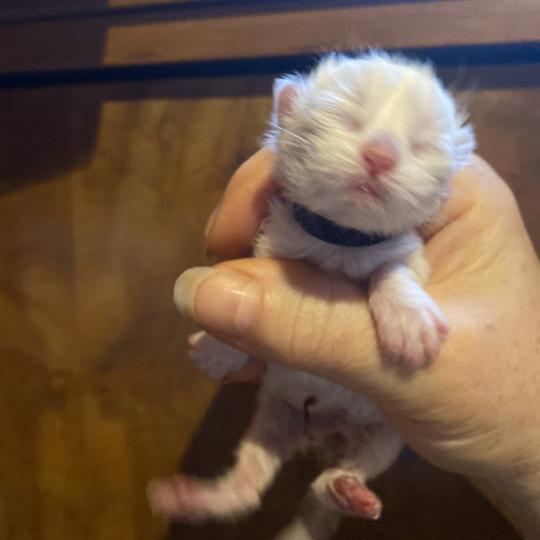 chaton British Longhair point chatterie des rêves d'O Anna lilac golden shaded point