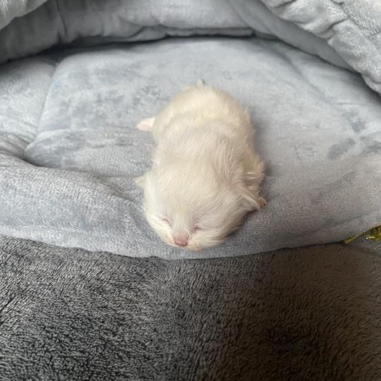 chaton British Longhair point Collier violet chatterie des rêves d'O Anna lilac golden shaded point