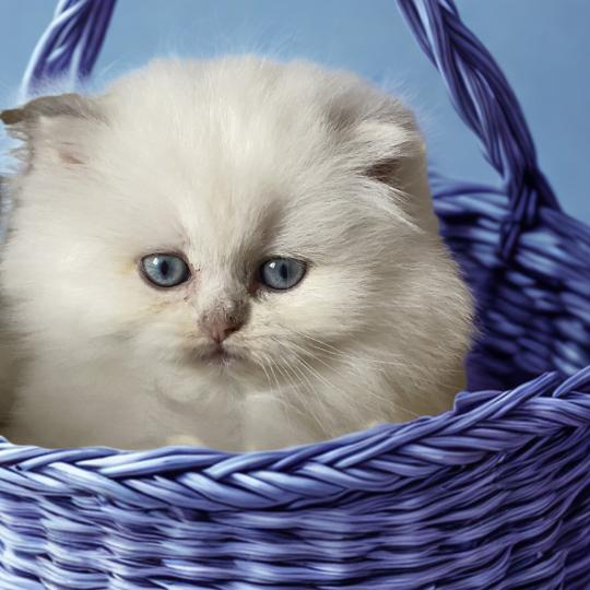 chaton British Longhair point Collier violet chatterie des rêves d'O Anna lilac golden shaded point