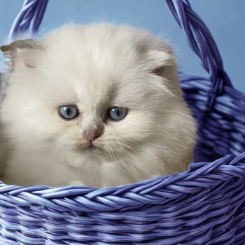 Babette des rêves d'O Anna Femelle British Longhair