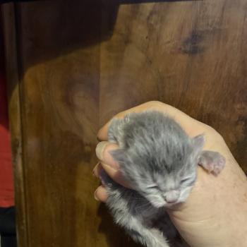 4e chaton (Portée Whitney ❤ Keizercats Teddy 2026) - Mâle blue Collier vert Mâle British Longhair